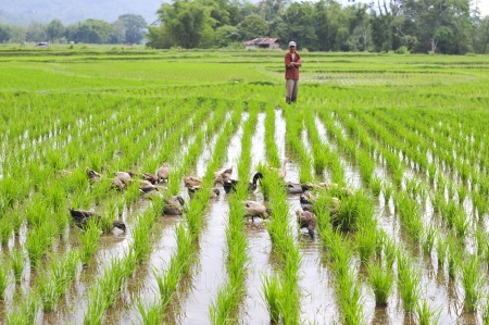 BALI, INDONESIA - JANUARY 29  Farmer walking his ducks on January 29, 2012 in Bali, Indonesia  Rice farmers also raise ducks for extra income and their feces provide fertilzer for their fields のeditorial素材
