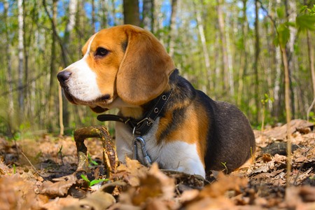 beagle in the parkの写真素材