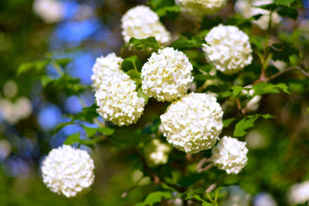 hydrangeas