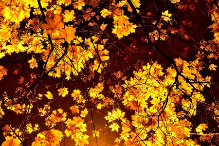 maple leaves in the light of the lanternの写真素材