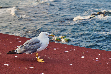 The Seagull on the Black Sea coast, Bulgaria, Sozopol, BGの写真素材