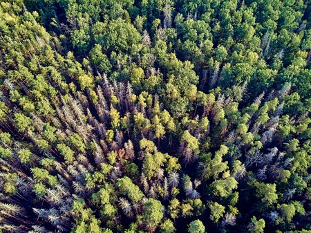 Beautiful panoramic aerial drone view to Bialowieza Forest - one of the last and largest remaining...
