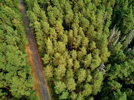 Beautiful panoramic aerial drone view to Bialowieza Forest - one of the last and largest remaining...