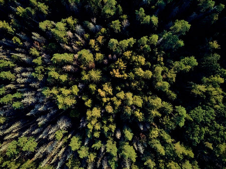 Beautiful panoramic aerial drone view to Bialowieza Forest - one of the last and largest remaining...
