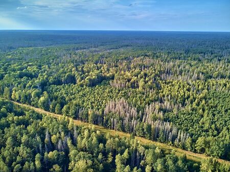 Beautiful panoramic aerial drone view to Bialowieza Forest - one of the last and largest remaining parts of the immense primeval forest that once stretched across the European Plainの写真素材