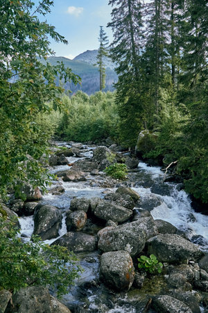 Mountain stream in High Tatras National Park, Slovakia, Europe, EU. Beautiful world.の写真素材