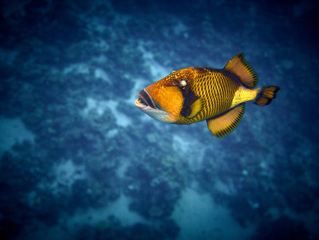 The beauty of the underwater world - scuba diving in the Red Sea, Egypt.