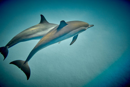 The beauty of the underwater world - beautiful fast and very intelligent - The dolphin is an aquatic...