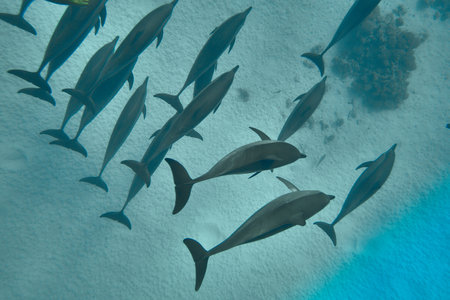 The beauty of the underwater world - beautiful fast and very intelligent - The dolphin is an aquatic mammal within the infraorder Cetacea - scuba diving in the Red Sea, Egypt.の写真素材