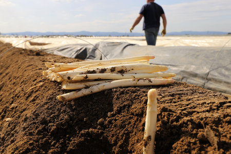Asparagus harvest, close up