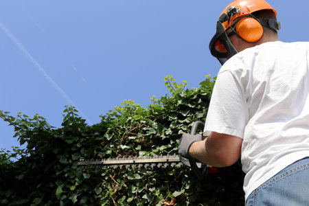 Horticulture: Pruning and cutting hedges with chainsaw