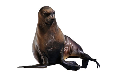 South American sea lion (Otaria flavescens), isolated on whiteの写真素材