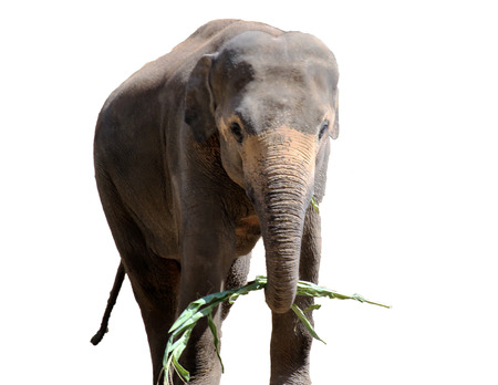 Asian elephant isolated on whiteの写真素材