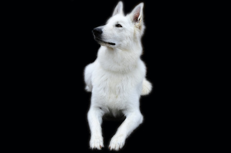 White swiss shepherd dog isolated on blackの写真素材