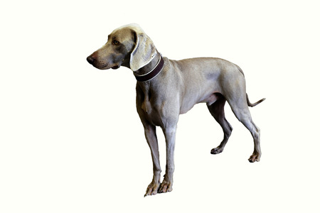 Weimaraner (german dog breed) isolated on whiteの写真素材