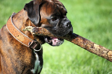 German boxer dogの写真素材
