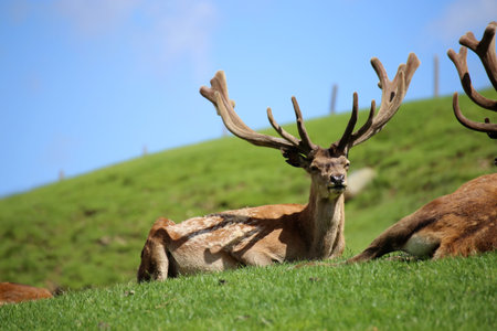 Red deer in the mountains