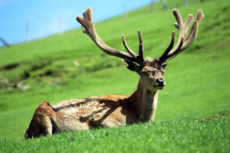 Red deer in the mountainsの写真素材