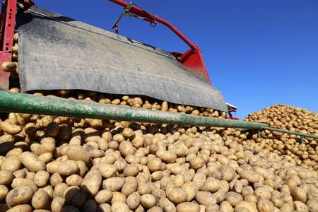Agricultural potato harvestの写真素材