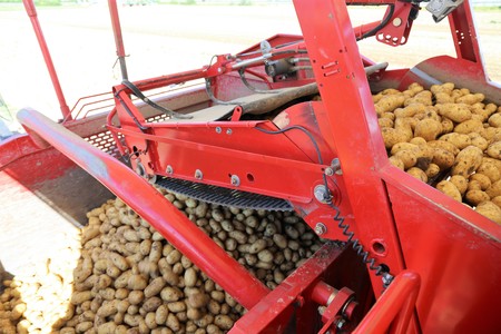 Agricultural potato harvestの写真素材