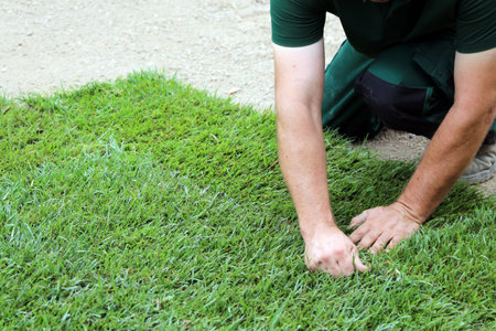 Gardener laying rolled turfの写真素材
