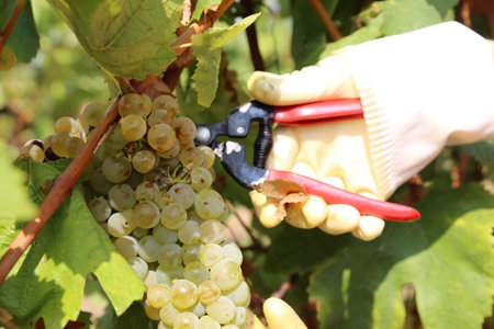 Viticulturists harvesting grapes in grape yard