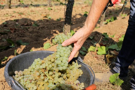 Harvesting grapes in grape yardの写真素材