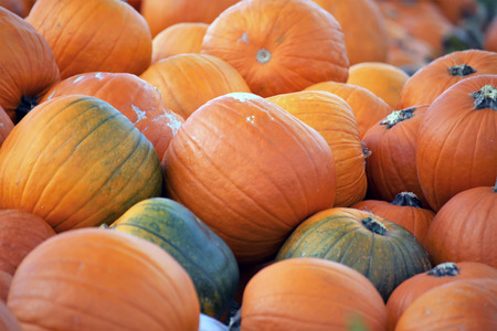 Pumpkins, pumpkin patchの写真素材