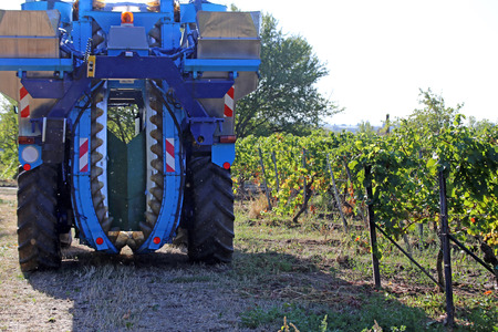 Harvesting grapes with harvesterの写真素材