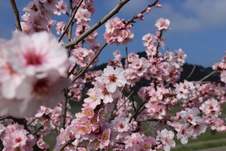 Almond blossom (Prunus dulcis)の写真素材