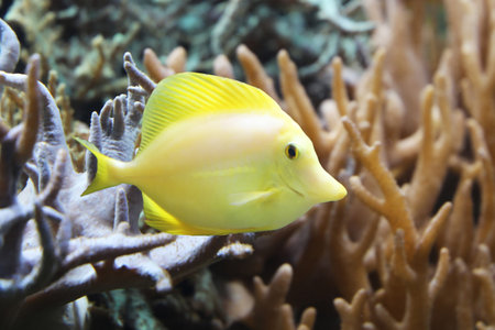 Yellow tang (Zebrasoma flavescens)