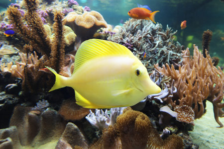 Yellow tang (Zebrasoma flavescens)