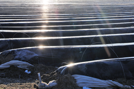 Asparagus field covered with black foilの写真素材
