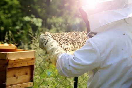 Beekeeper working on his beehiveの写真素材
