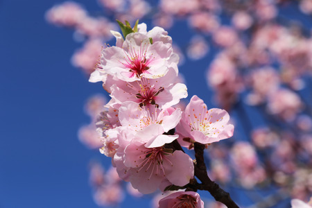 Almond blooms, cherry blossoms (close up)の写真素材