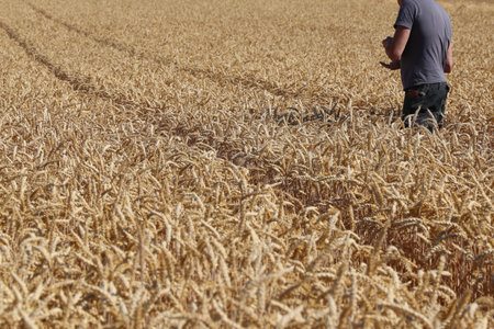 Is the corn dry? Farmer tests the grain