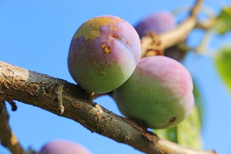 Ripe plum hanging on a treeの写真素材