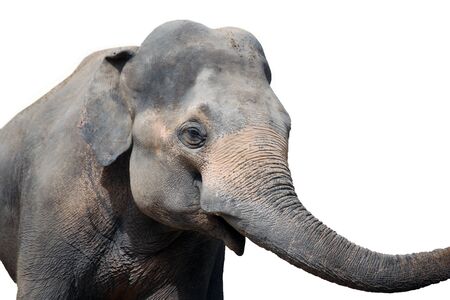 Elephant isolated on white backgroundの写真素材