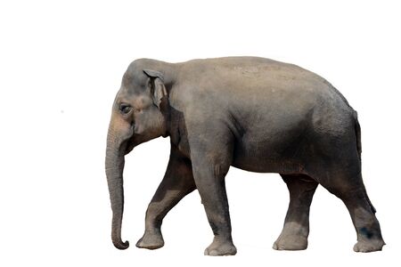 Elephant isolated on white backgroundの写真素材