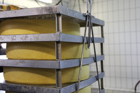 Production of Emmental in the cheese dairy