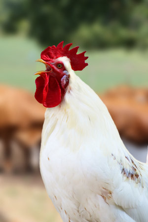 Close up of a redhead with red comb and white feathers