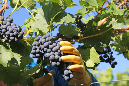 Grapes are picked by hand