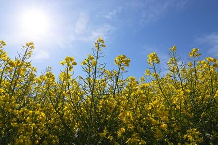 Blooming rape field photographed from belowの写真素材