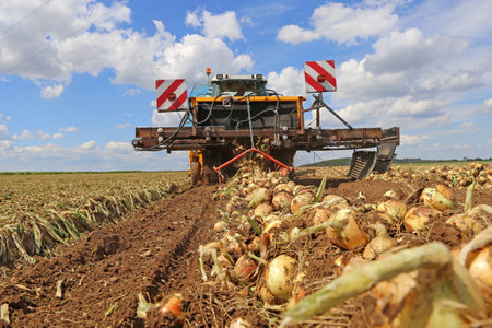 Agricultural bulb harvest, the harvested onions lie in a stack (Rhineland-Palatinate, Germany, June 21, 2020)のeditorial素材
