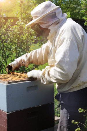 Beekeeper works on his beehive