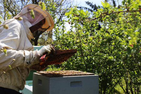 Beekeeper works on his beehive