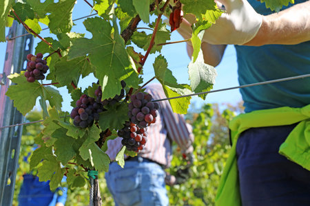 Grape harvest: Hand harvest of Pinot Noir and Pinot Gris grapes