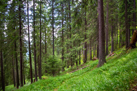 Transylvania, Romania: Dense forest in the Carpathians. In recent years, this natural area has also become increasingly threatened by deforestation and overexploitationの写真素材