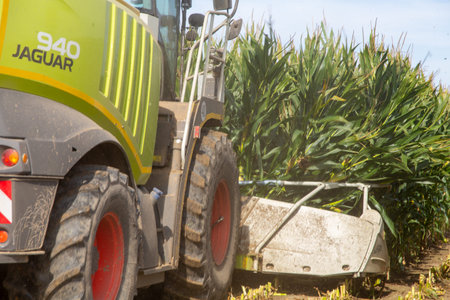Rhineland-Palatinate, Germany: Maize harvesting (maize chopping) for a biogas plant (Maxdorf,...