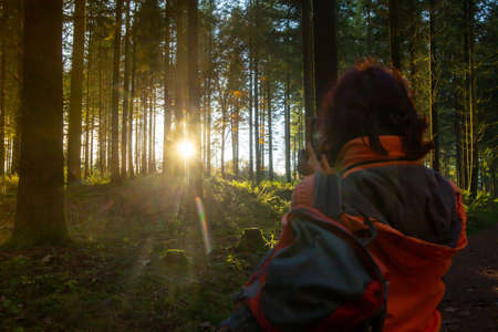 Beautiful fir forest with the sun low in the skyの写真素材